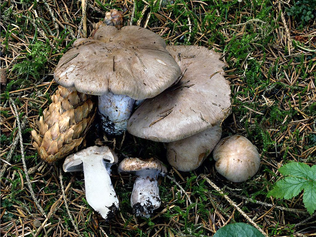 C. pseudovariicolor - viacfarebný