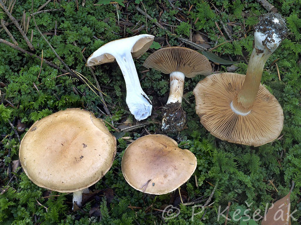 C. pudorinus - cudný