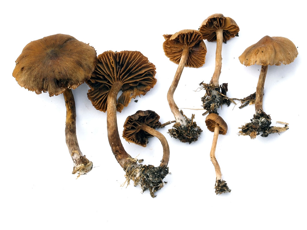 C. punctatus - bodkovaný