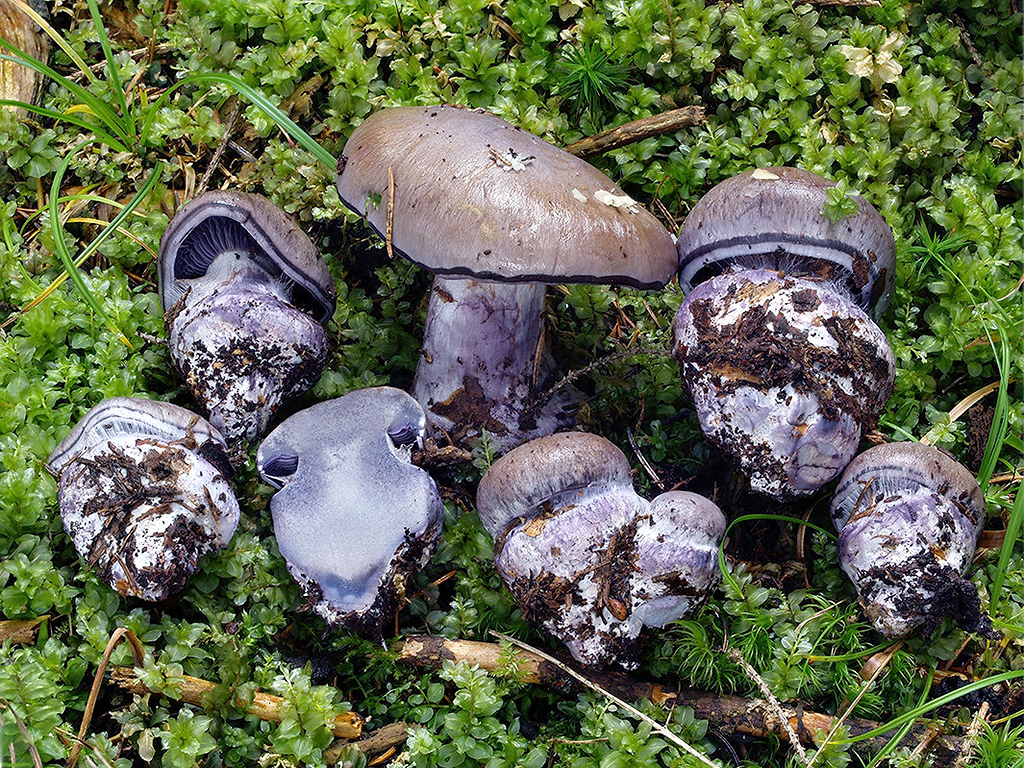 C. purpurascens - purpurovoškvrnitý