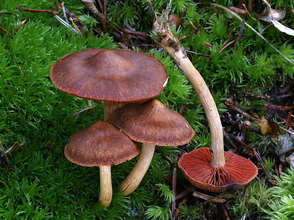 C. purpureus - hnedočervený