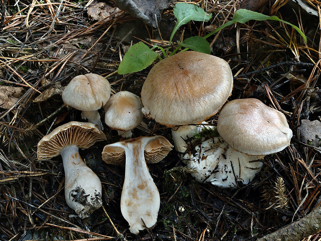 C. quarciticus - kremencový