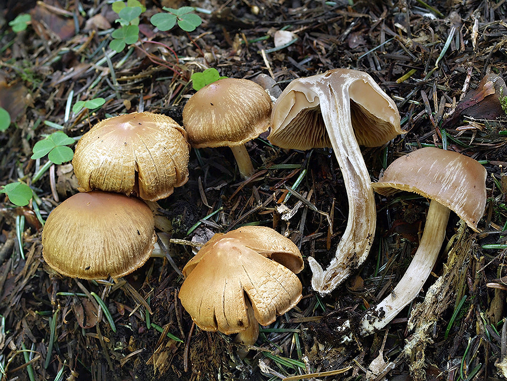 C. radicifer - korienkatý