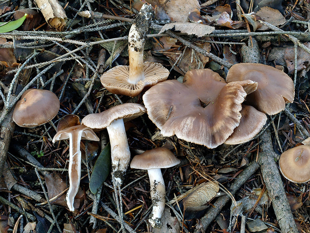 C. raphanicus - reďkvový