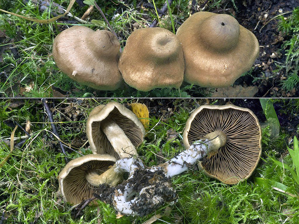 C. raphanoides - redkvičkový