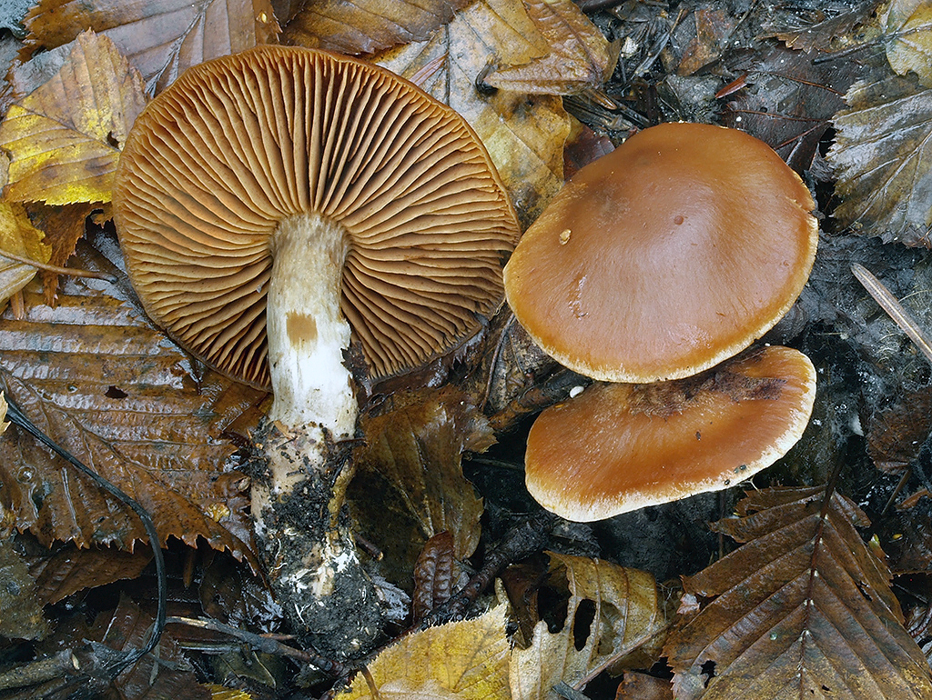 C. renidens - marhuľovooranžový