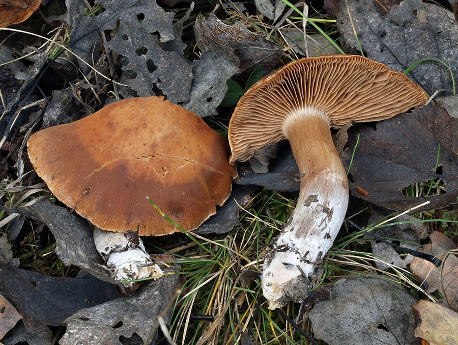 C. renidentoides - marhuľovohrdzavý