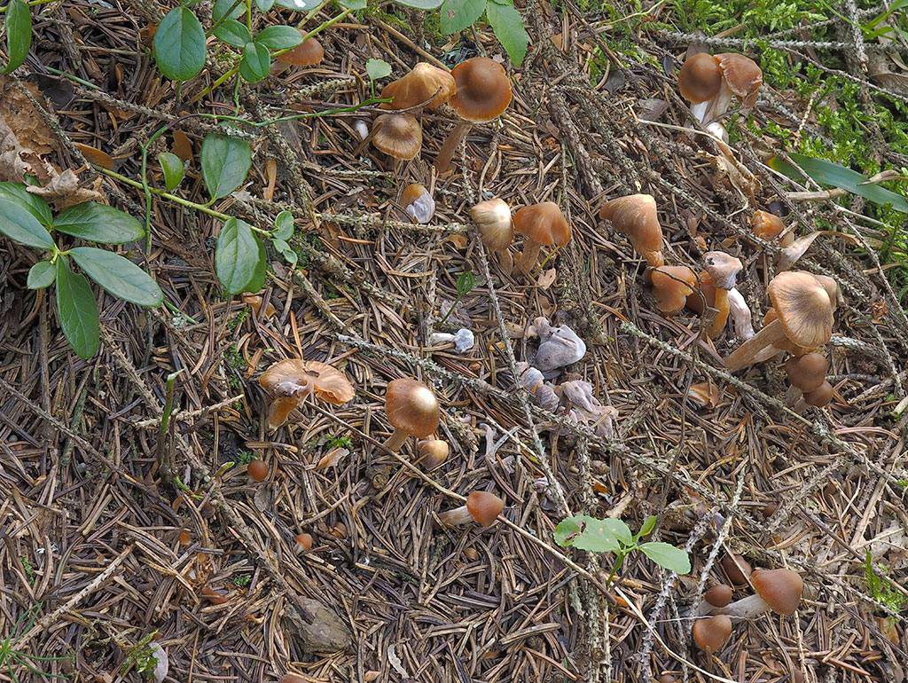 C. resectipes - uťatohlúbikový