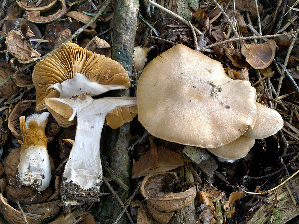 C. rex-claricolorum - jasnofarebný
