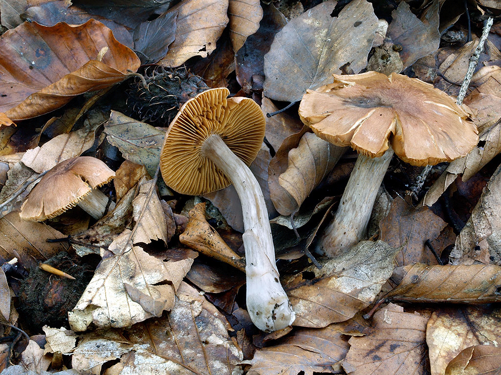 C. rheubarbarinus - rebarborový