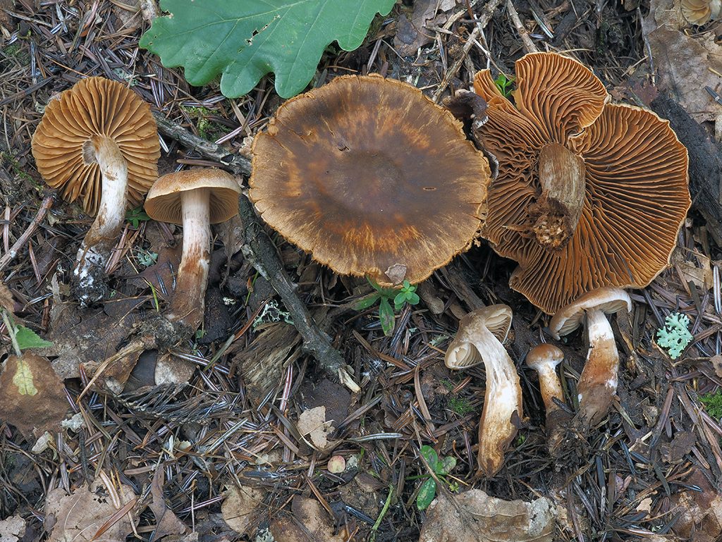 C. rigelliae - Rigellovej