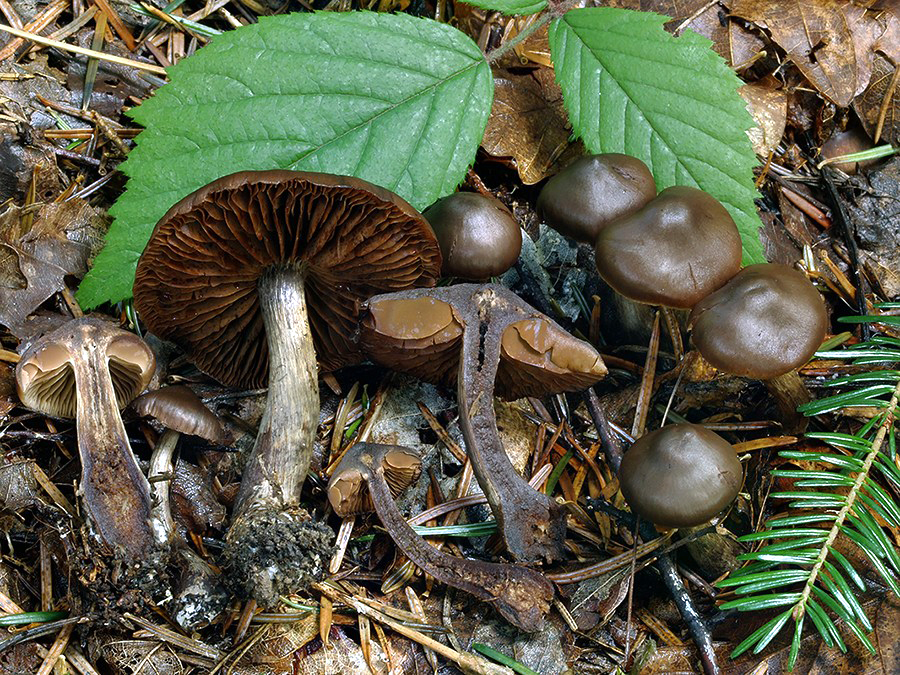 C. rigidipes - tvrdohlúbikový