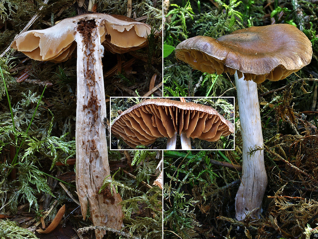 C. roseobasilis - ružovobázový