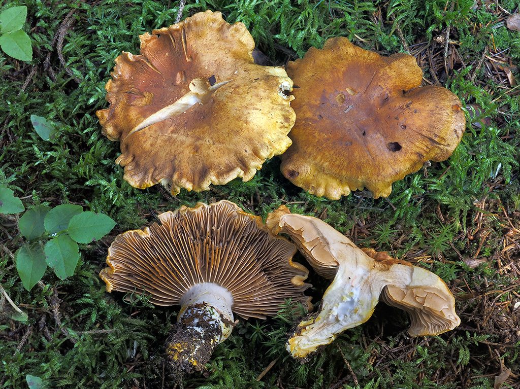 C. rubicundulus - tmavočervený