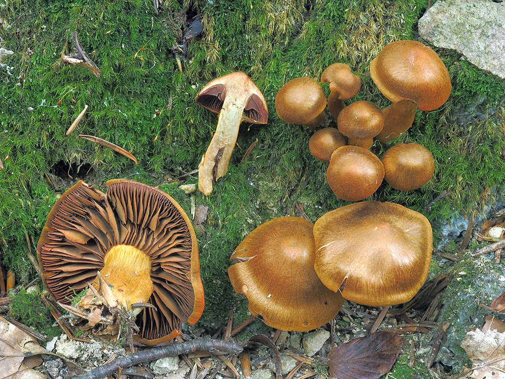 C. rubrophyllus - červenavý