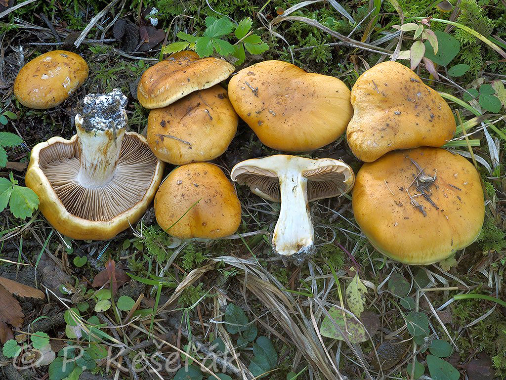 C. rufoallutus - hrdzavohlinovožltý