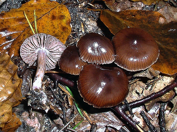 C. rufostriatus - červenoprúžkovaný