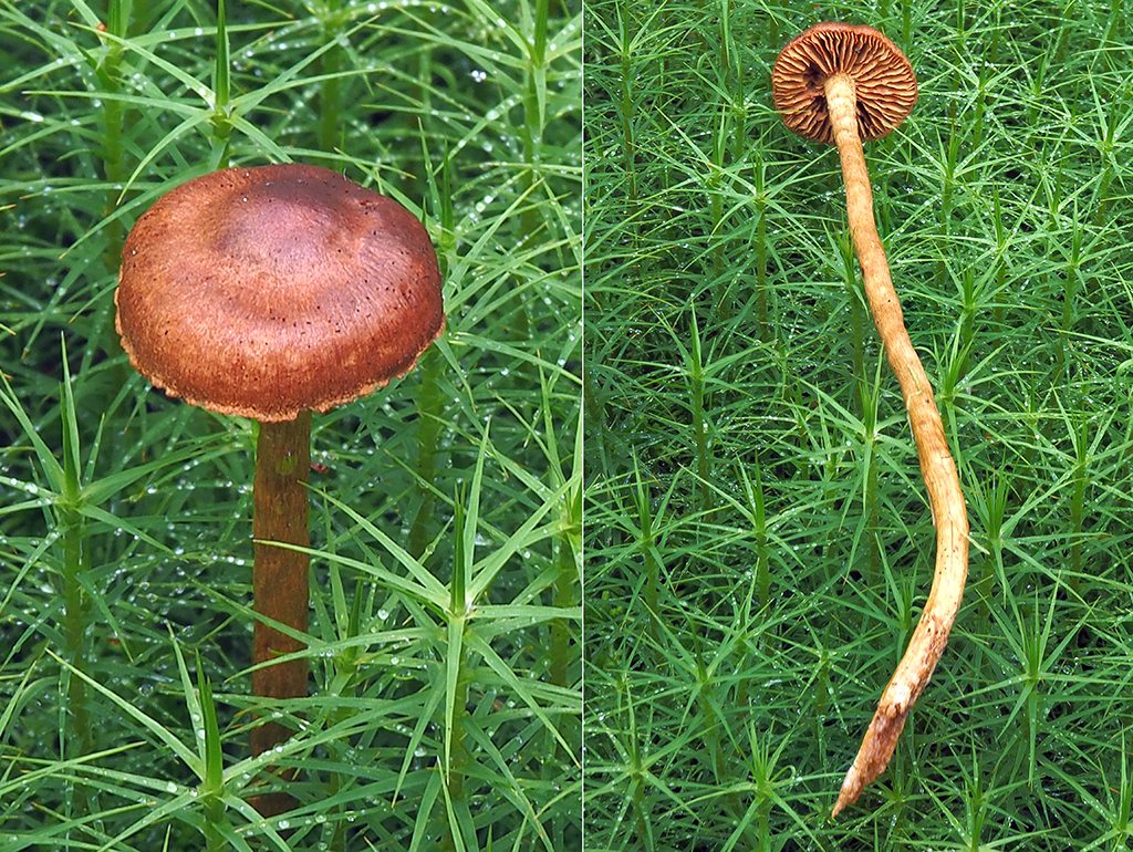 C. rufulus - červenohlavý