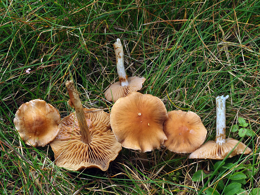 C. rugosus - hrčkovitý
