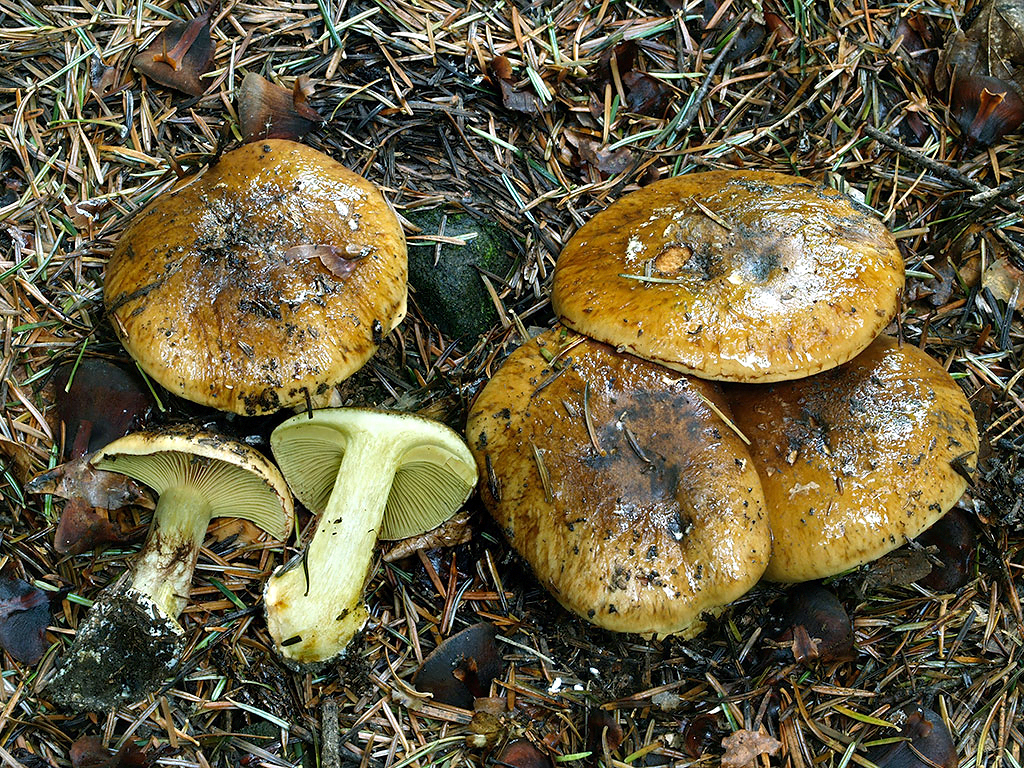 C. russeus - červenohnedý