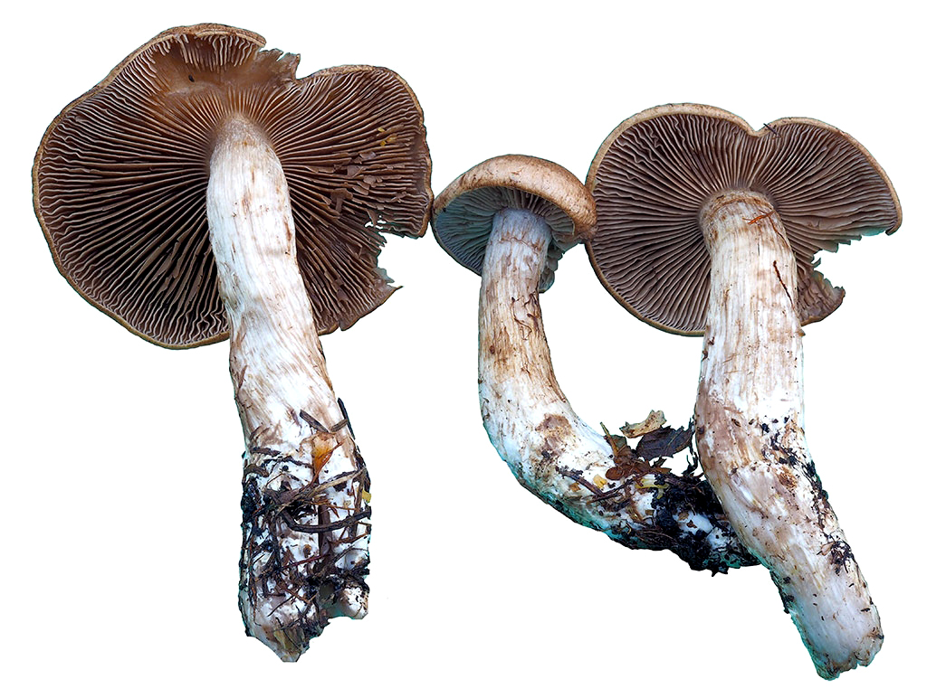C. russus - červený