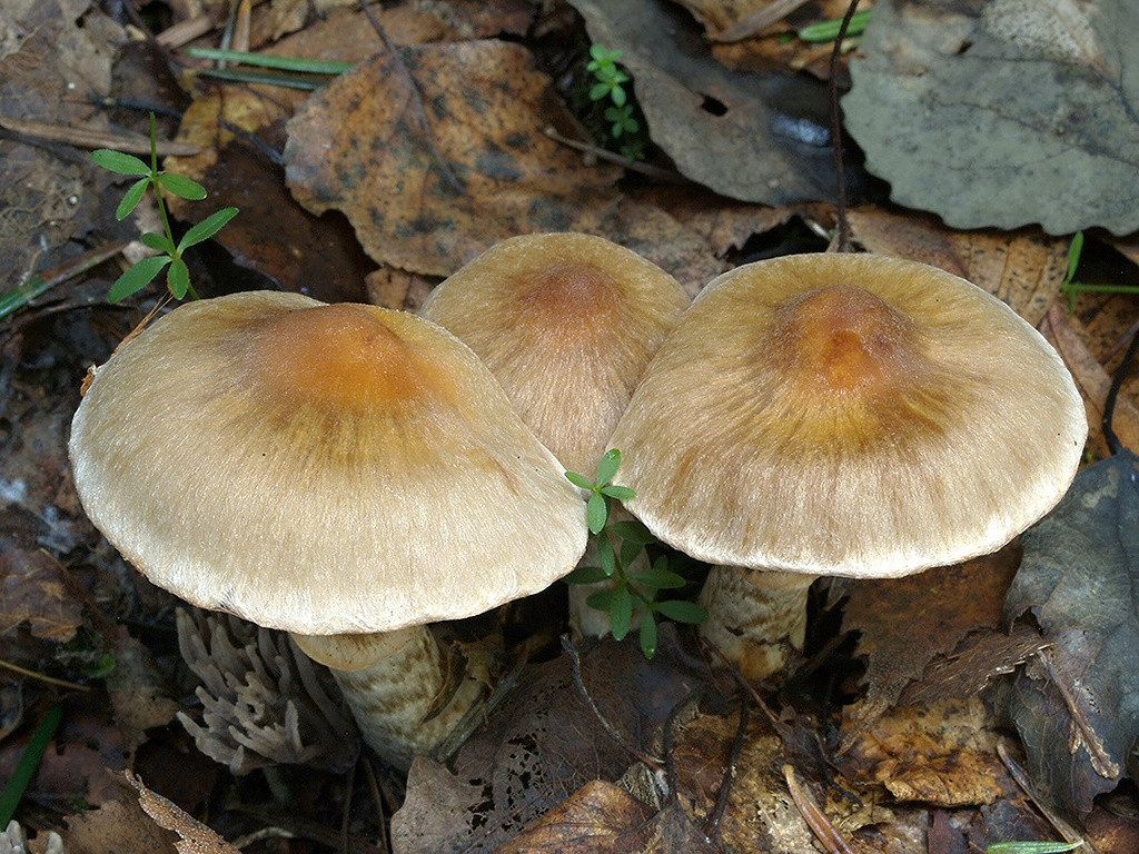 C. safranopes - šafranovohlúbikový