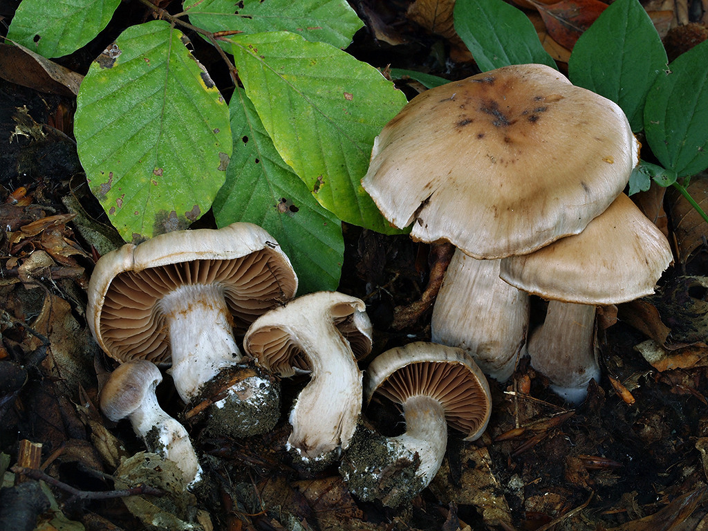 C. safranopes var. bulbosus - šafranovonohý hľuzovitý