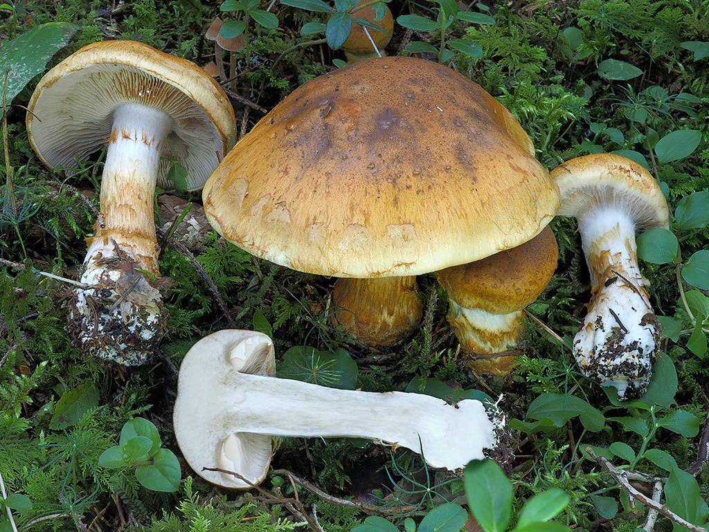 C. saginus - ryšavookrový