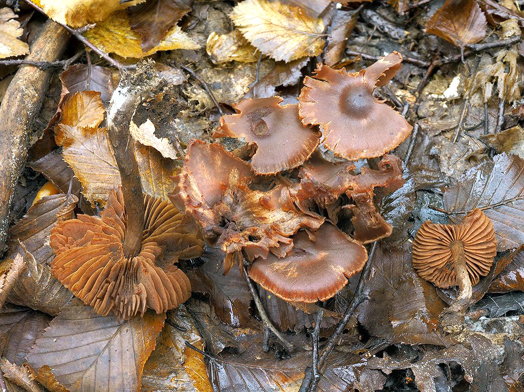 C. salicticola - vŕbový