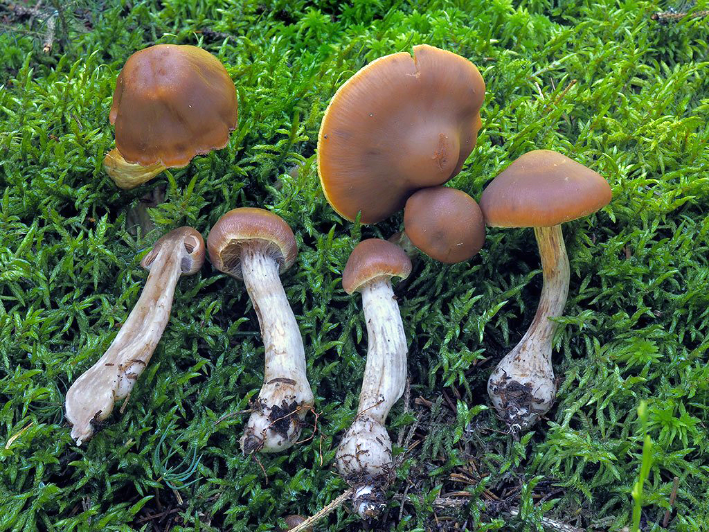 C. saturatus - sýty