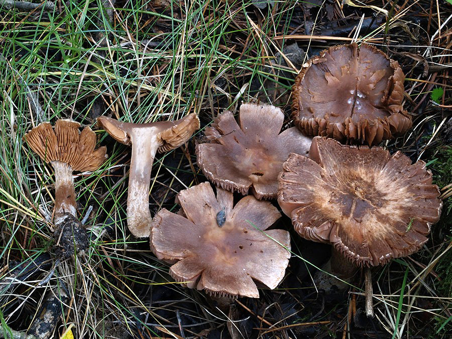 C. saturninus - fialovomäsový