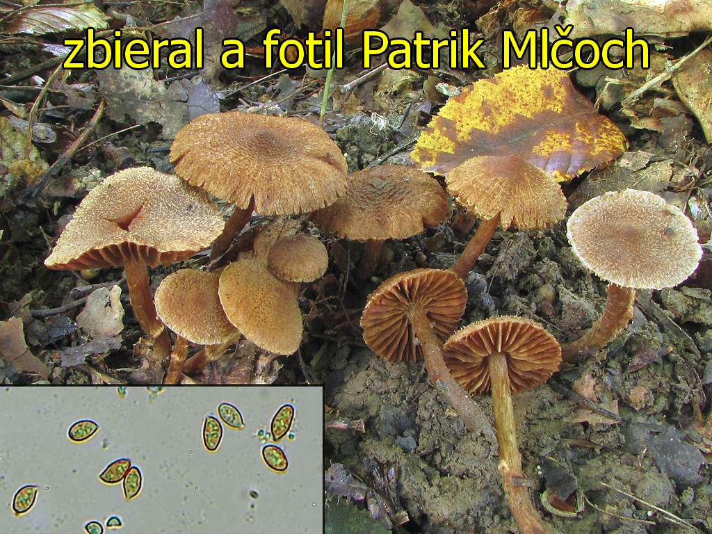 C. scobinaceus - drsný