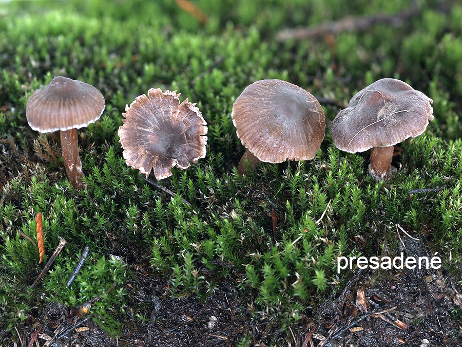 C. scotoides - temný
