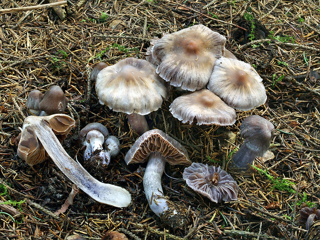 C. scutulatus - fialkastý