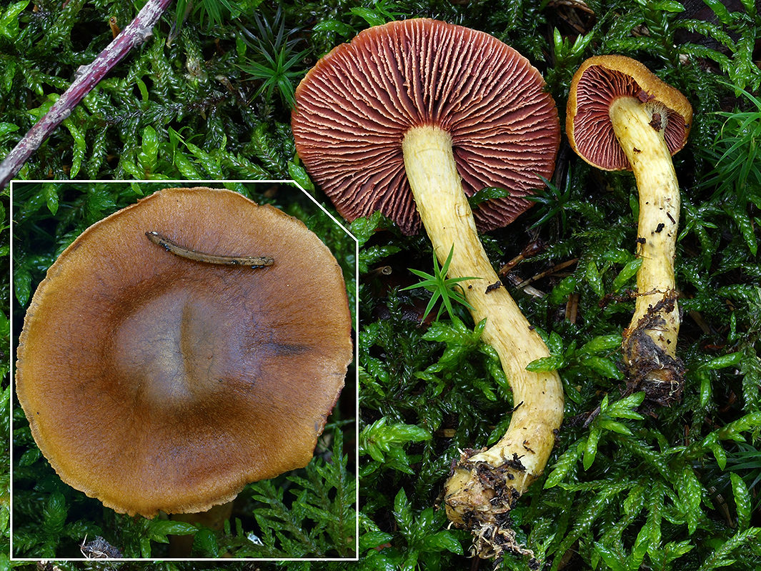 C. semisanguineus - krvavolupeňový