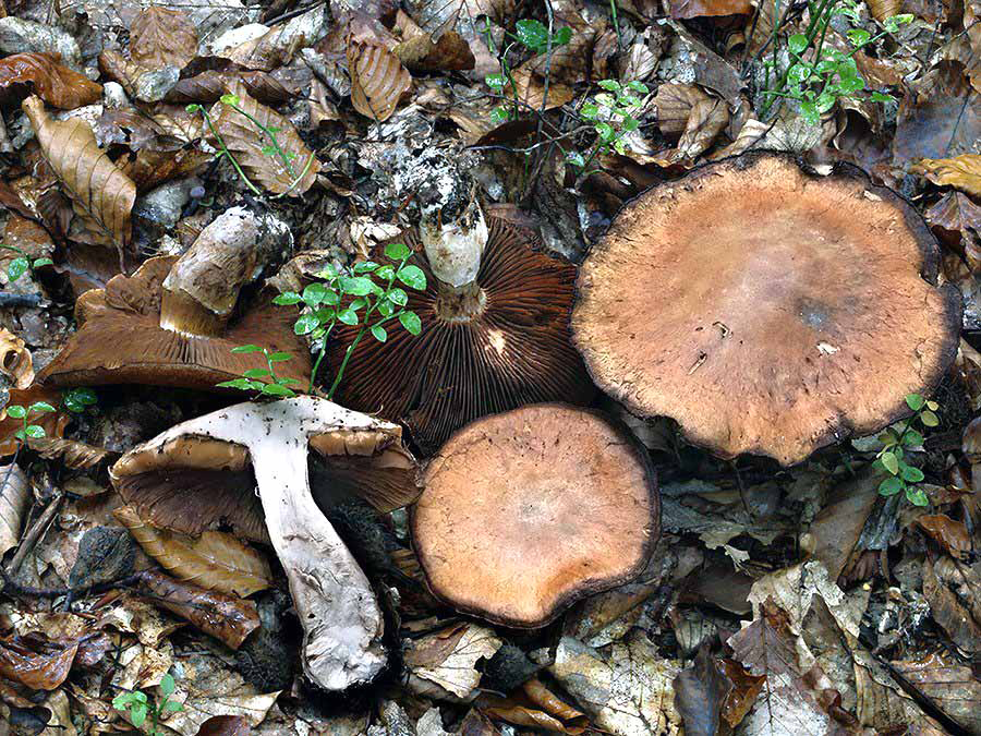 C. semudaphilus - svetlokarmínový