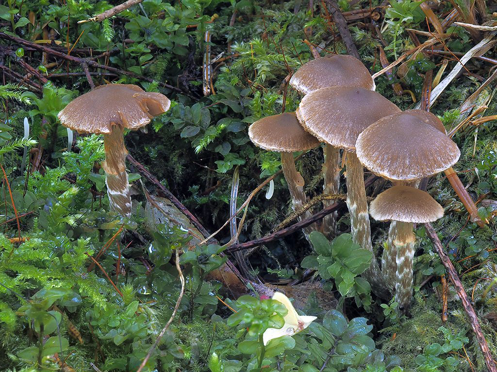 C. sensibilis - senzibilný