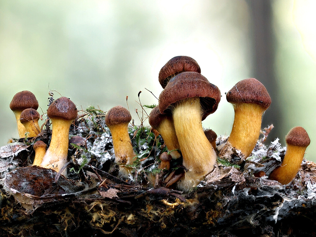 C. smithii - Smithov