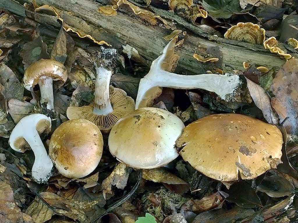C. sobrius - striedmy