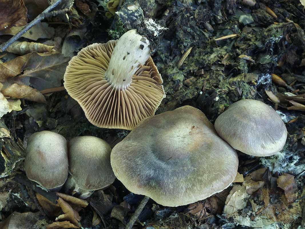 C. sordescens - špinavý