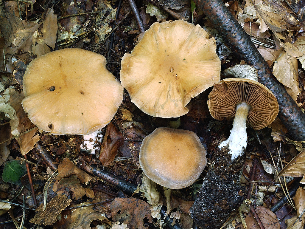 C. sordescentipes - špinavohlúbikový