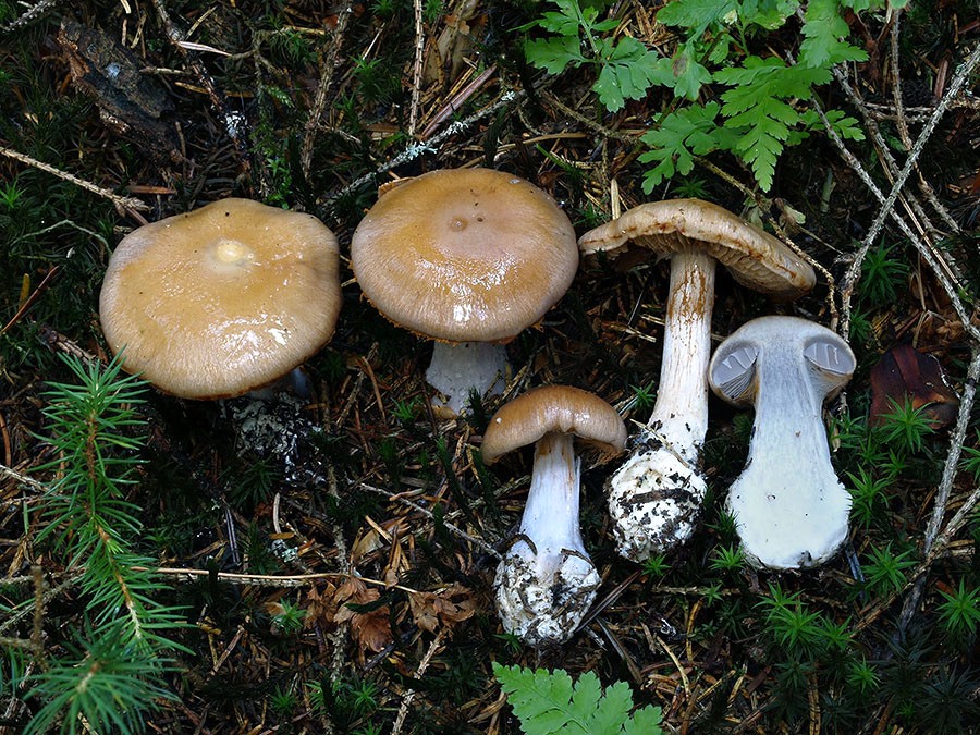 C. sphagnophilus - rašelinníkomilný