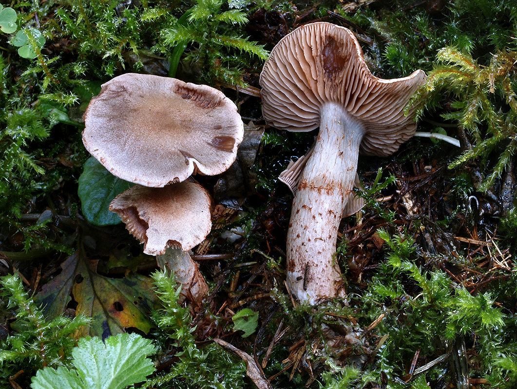 C. spilomeus - škvrnitý