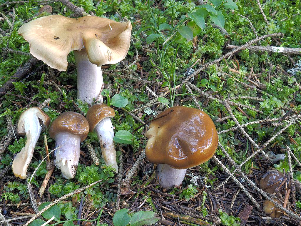 C. stillatitius - zanorený