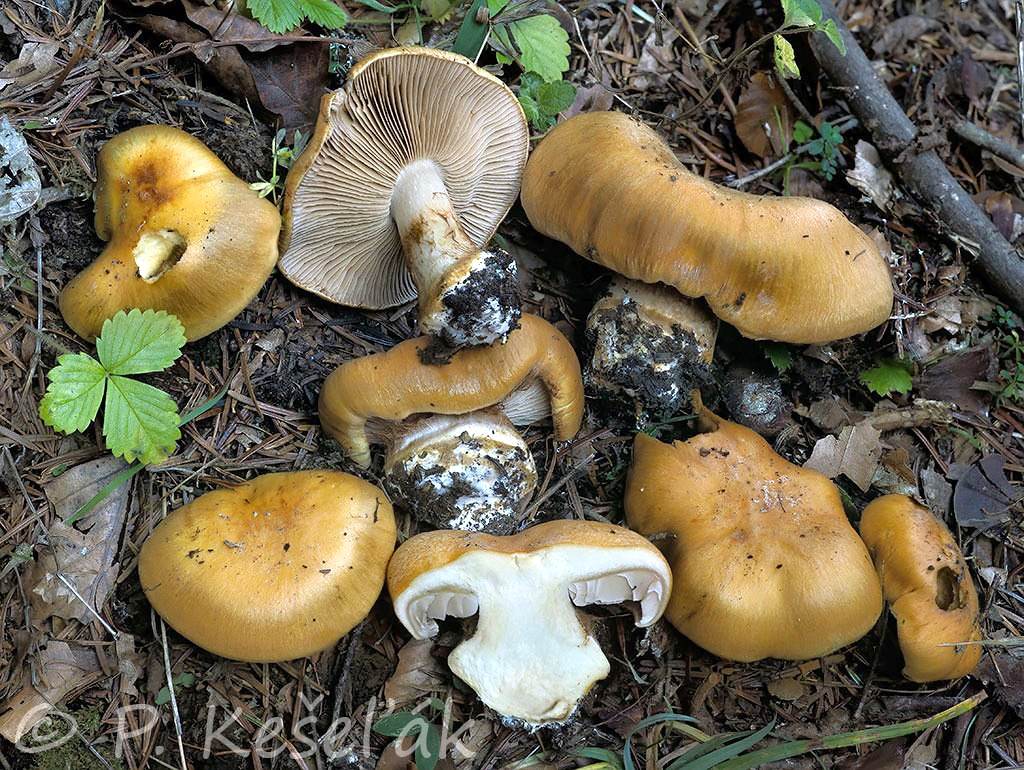 C. streptosmus - skrivený