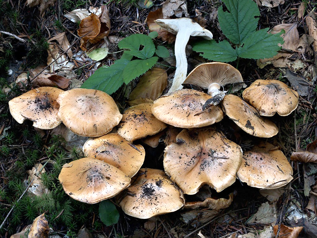 C. subaffinis - blízky