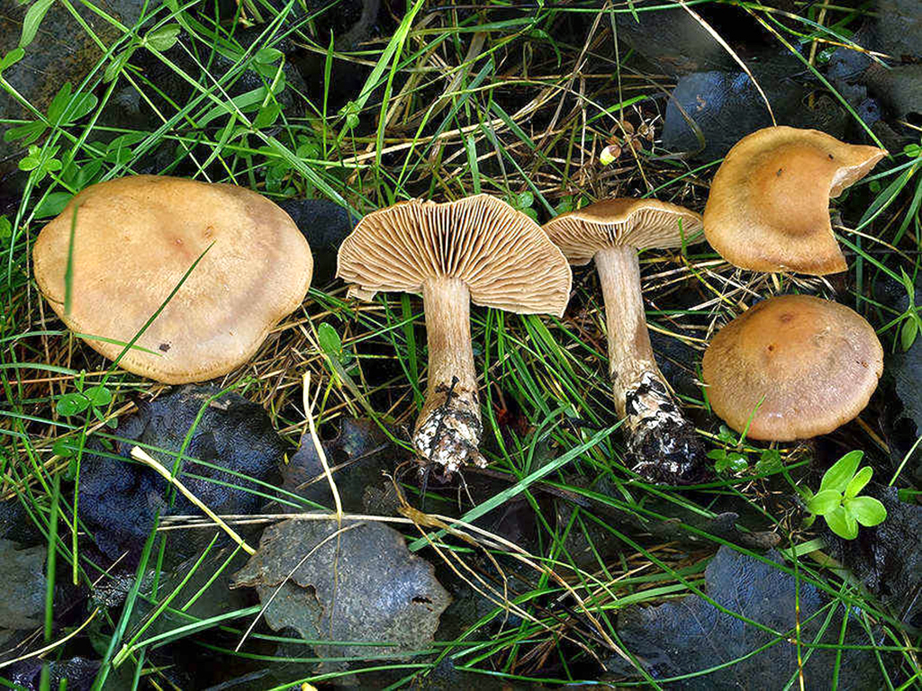 C. subbalaustinus - skupinový