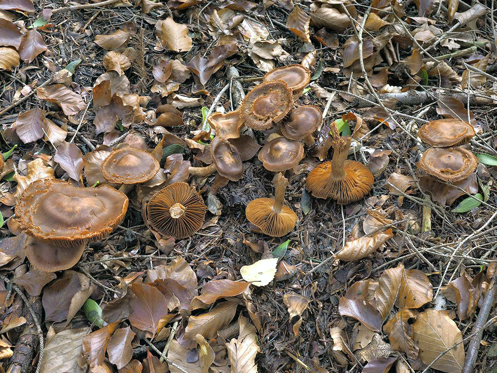 C. subcrassipes - hrubohlúbikový