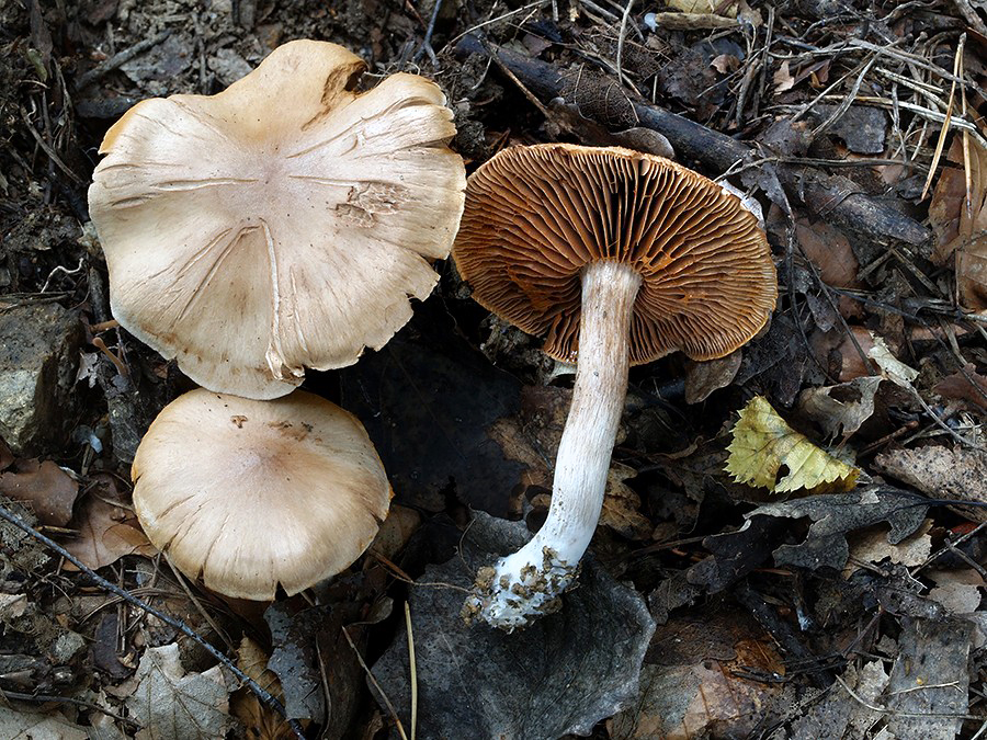 C. subferrugineoides - svetlohrdzavý