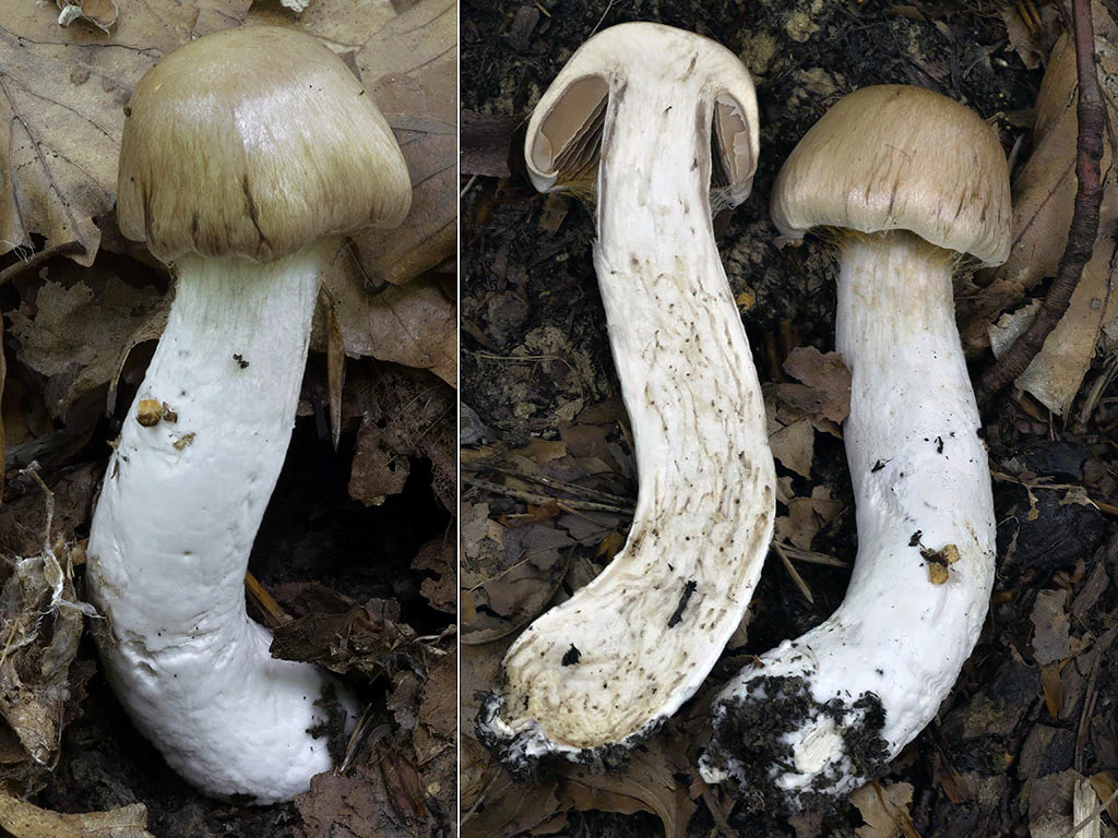C. subferrugineus - hrdzavohnednúci